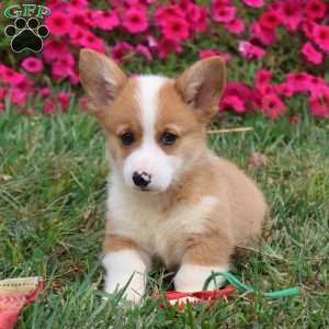 Ezekiel, Pembroke Welsh Corgi Puppy